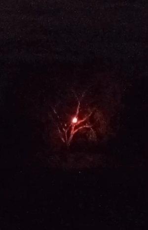 sobrenatural?-‘bola-de-fogo’-e-flagrada-no-topo-de-uma-arvore-e-intriga-web