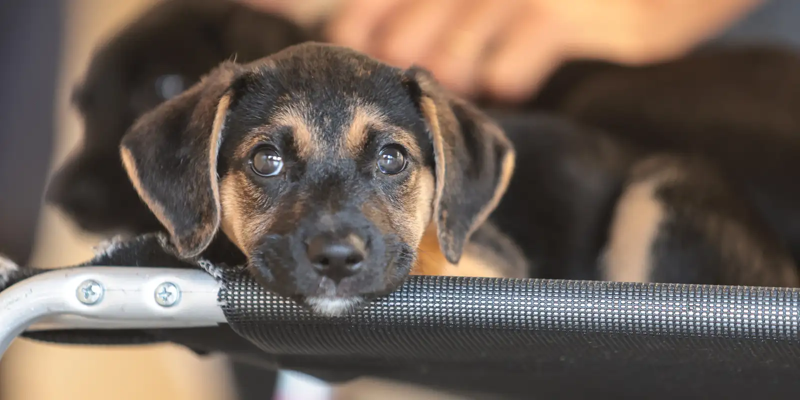 saiba-como-educar-criancas-e-adolescentes-para-respeitar-os-animais