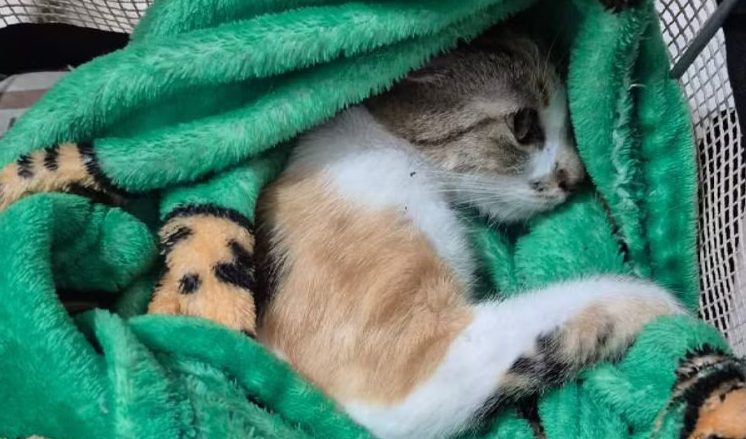 mulher-e-presa-apos-arremessar-gata-de-estimacao-do-12o-andar