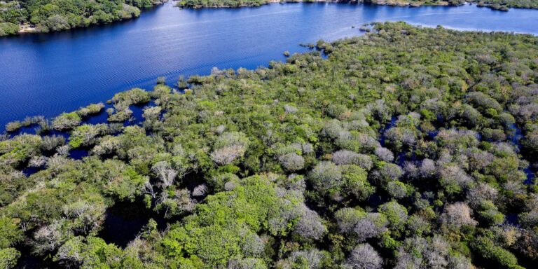 Saiba mais: eAmazônia abre vagas para Pesquisador Júnior