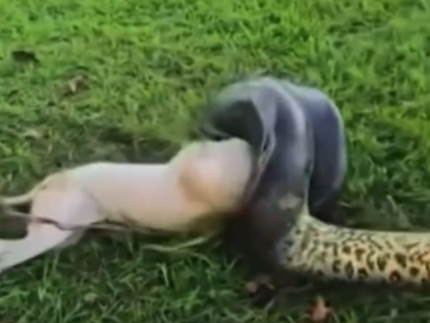 militares-salvam-cachorro-de-ataque-de-sucuri-de-3-metros-em-quartel-no-para