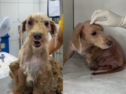 cao-resgatado-de-situacao-de-negligencia-se-recupera-e-agora-aguarda-adocao