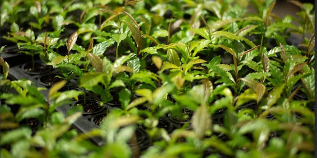 mata-atlantica:-de-bioma-devastado-a-exemplo-de-restauracao-florestal