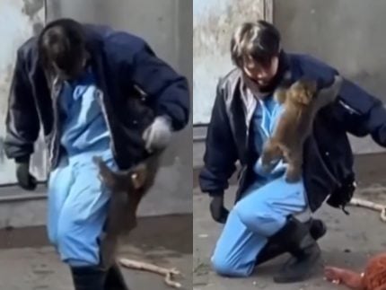 rejeitado-pela-mae,-macaquinho-encontra-abrigo-com-tratador-em-zoologico-japones