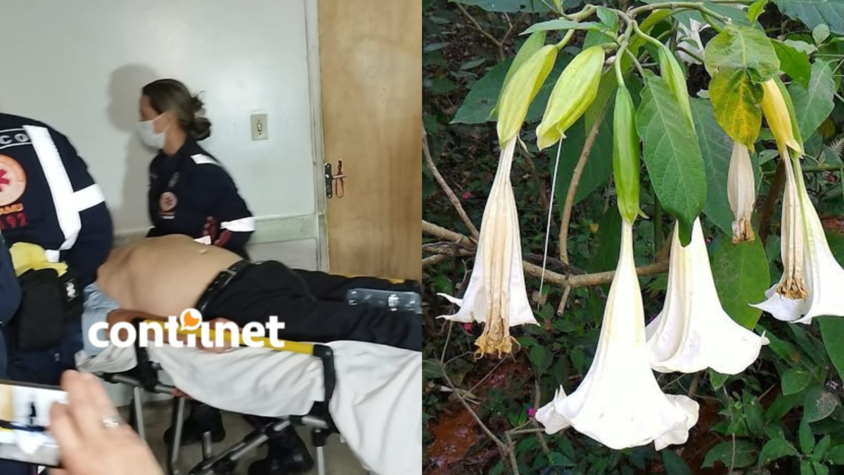 Segundo familiares, ele já havia consumido anteriormente o fruto da planta trombeta-de-anjo sem apresentar reação
