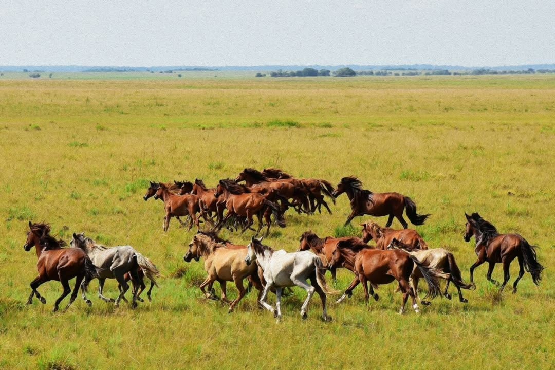 Na Região Norte, cavalos lavradeiros vivem soltos em campos naturais e enfrentam riscos com avanço da agropecuária e perda de habitat.