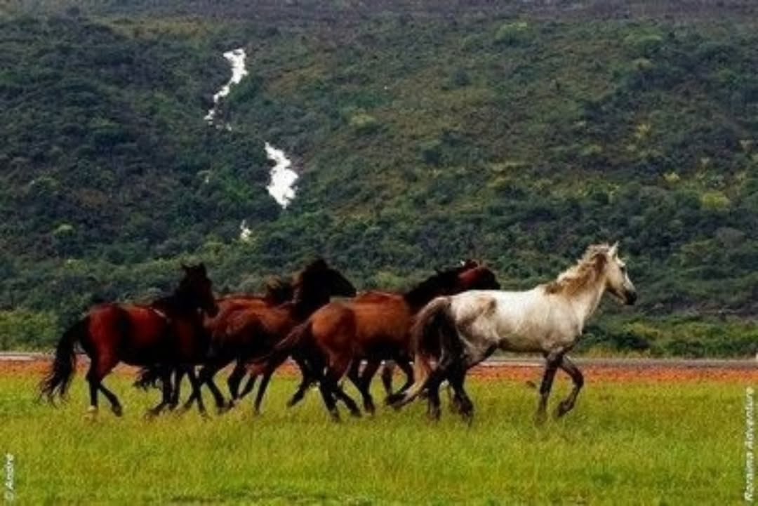 Na Região Norte, cavalos lavradeiros vivem soltos em campos naturais e enfrentam riscos com avanço da agropecuária e perda de habitat.