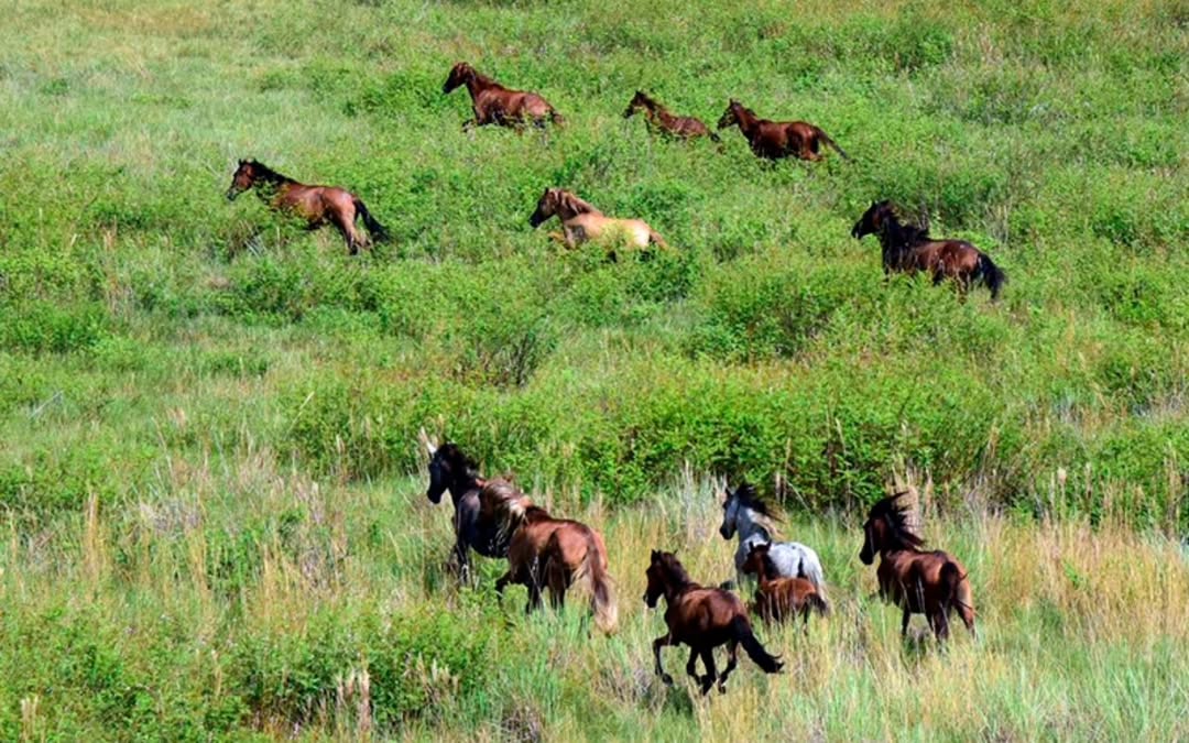 Na Região Norte, cavalos lavradeiros vivem soltos em campos naturais e enfrentam riscos com avanço da agropecuária e perda de habitat.