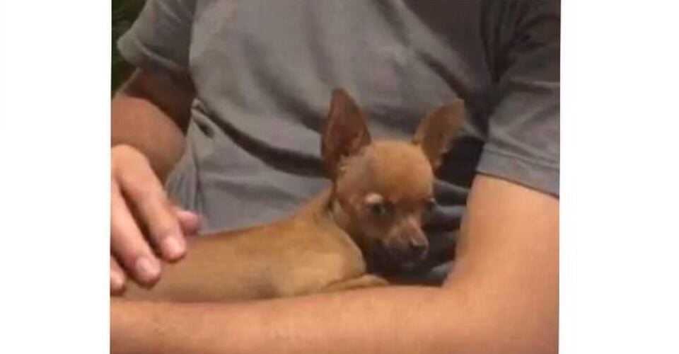 Cachorrinha desaparece no bairro Boa Esperança e família pede ajuda da população