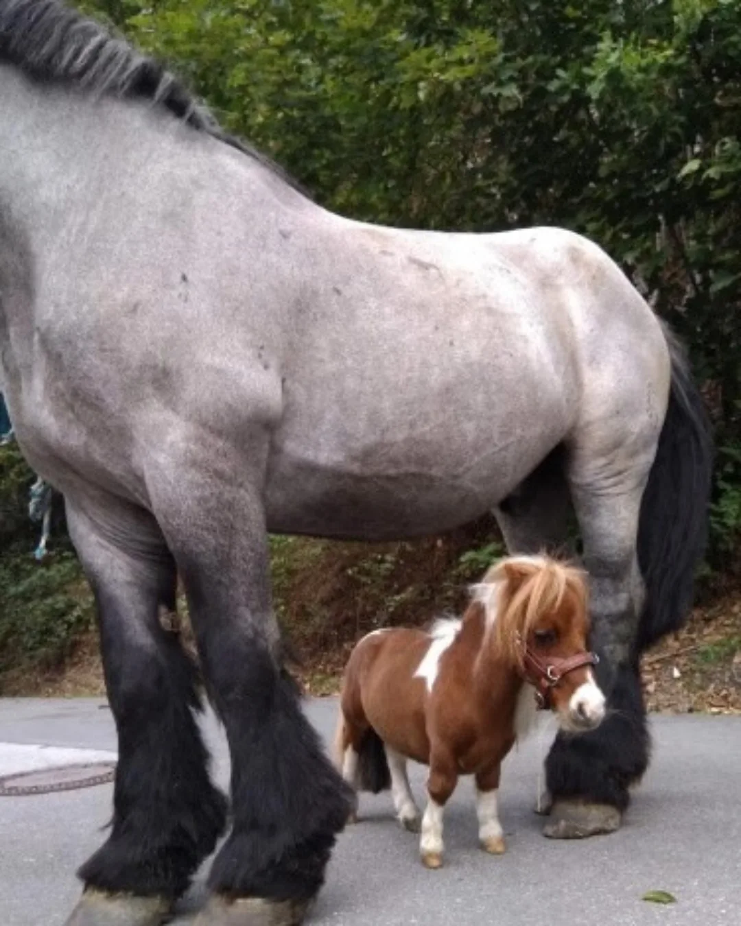 Pônei alemão mede 52,6 cm, bate recorde mundial e leva alegria em ações terapêuticas.