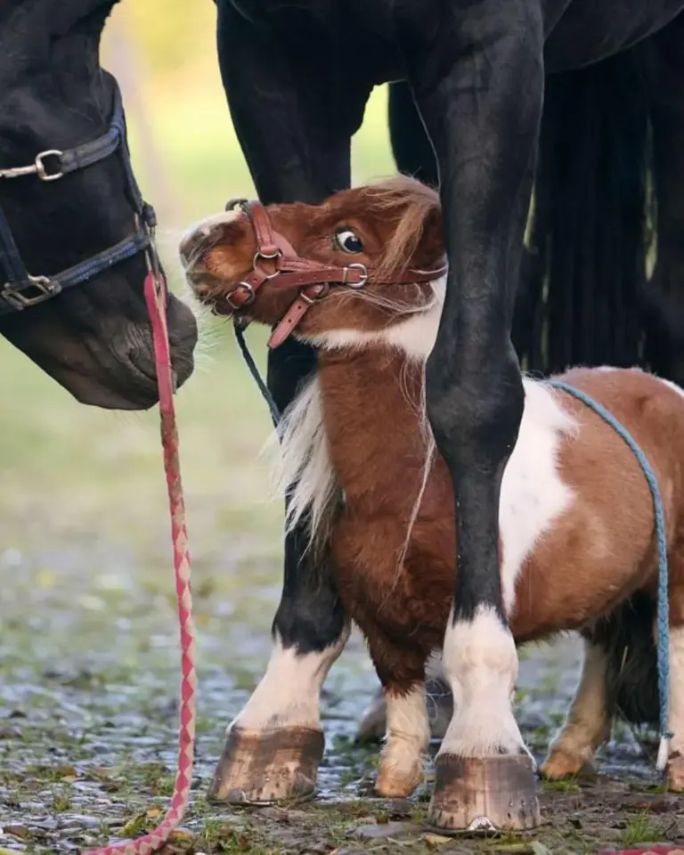 Mini-pônei conquista Guinness como o cavalo vivo mais baixo do mundo