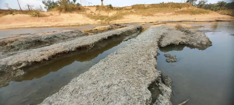 Seca histĂłrica no Acre expĂ”e risco de sobrevivĂȘncia de espĂ©cie vulnerĂĄvel no Brasil; entenda