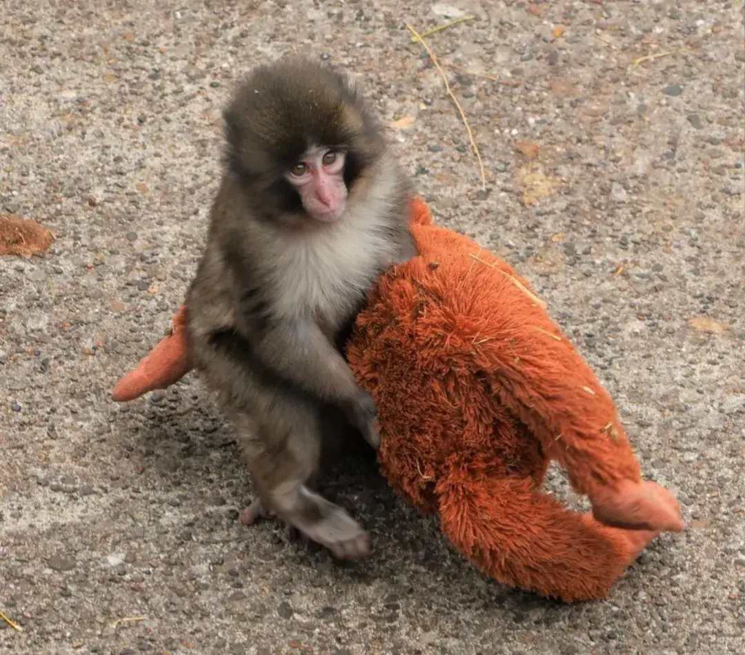 Punch, macaquinho abandonado ao nascer, se apega a pelúcia para conforto; história viralizou e mobilizou internautas.
