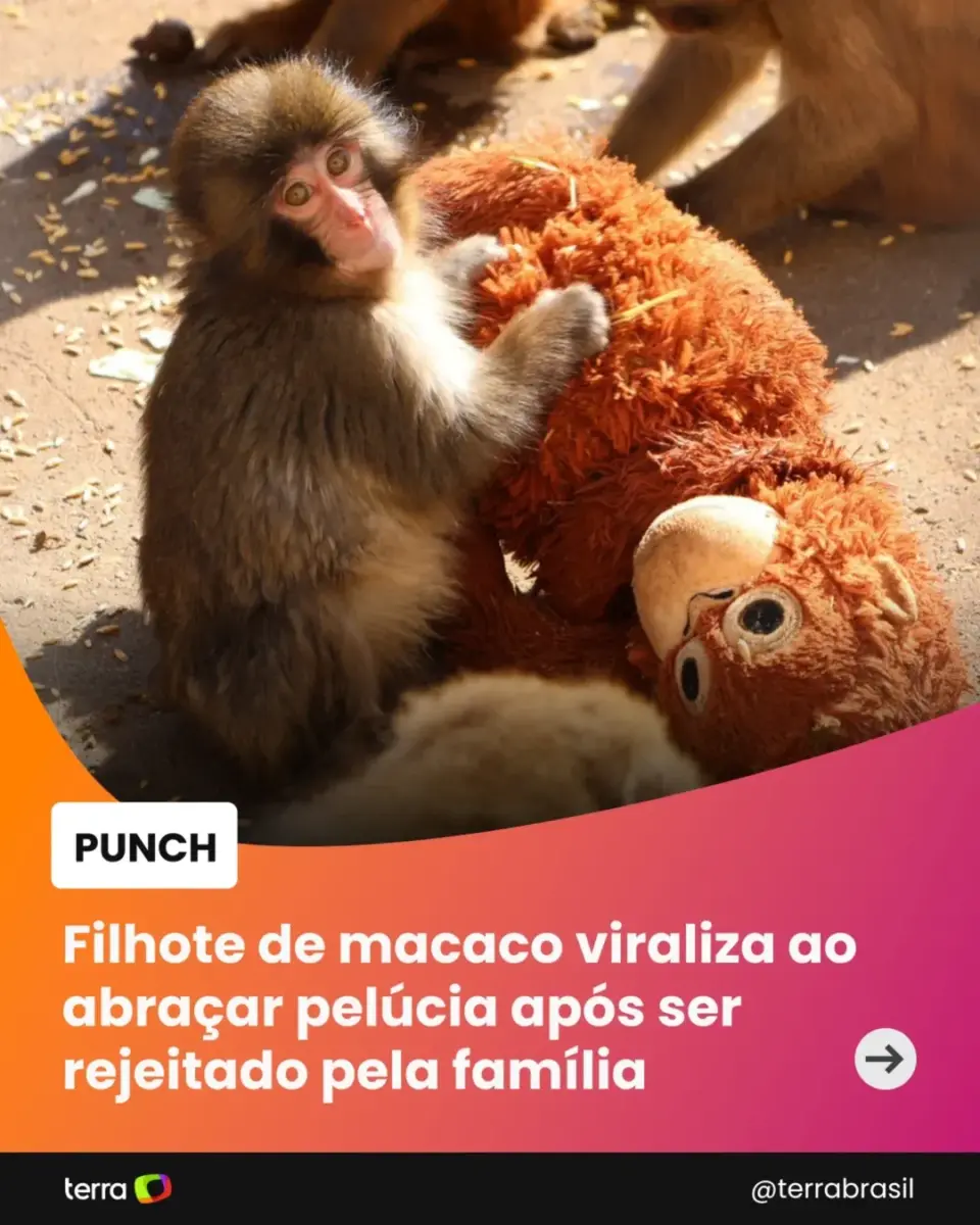 Punch, macaquinho abandonado ao nascer, se apega a pelúcia para conforto; história viralizou e mobilizou internautas.