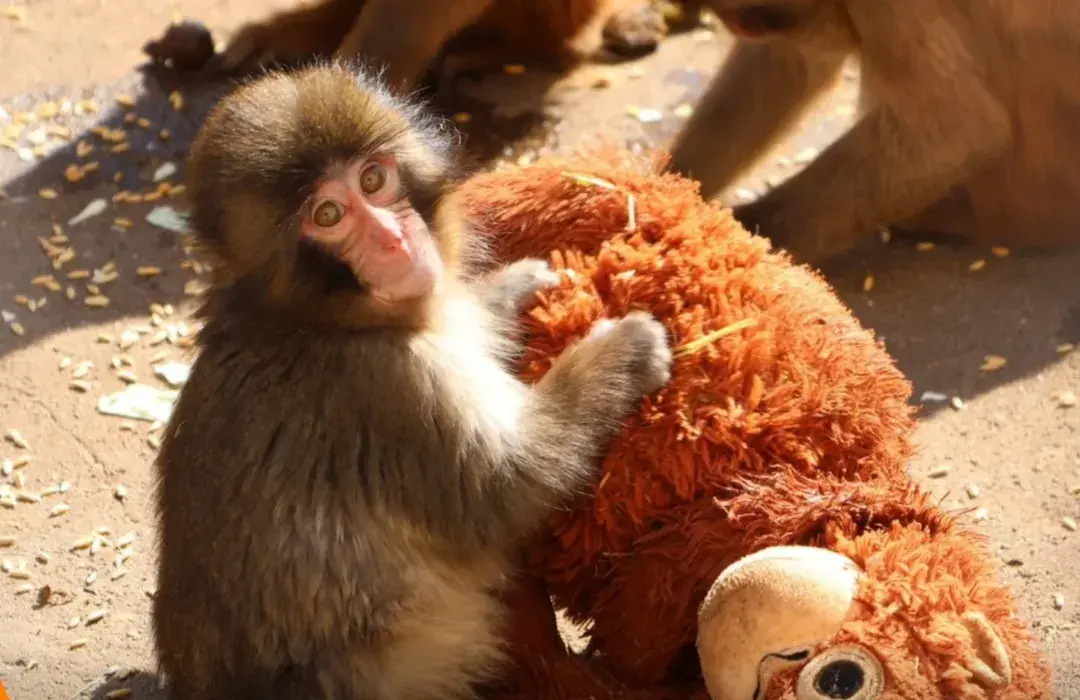Punch, macaquinho abandonado ao nascer, se apega a pelúcia para conforto; história viralizou e mobilizou internautas.