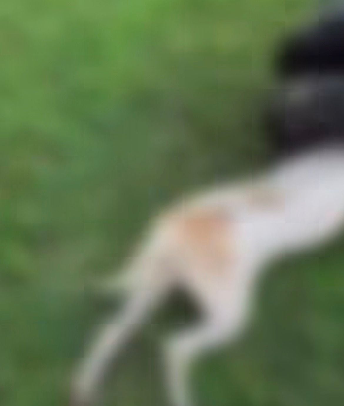 Vídeo mostra militares do Exército resgatando cachorro atacado por sucuri. Animal precisou ser reanimado e passa bem após a ação.