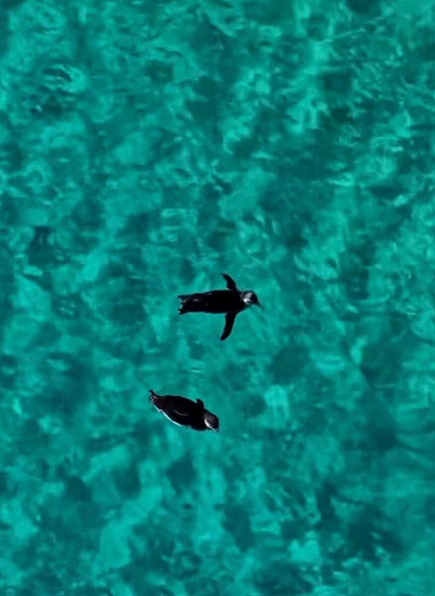 Registro de pinguim nadando com apenas uma nadadeira em Arraial do Cabo chama atenção; cena viraliza e destaca biodiversidade regional.