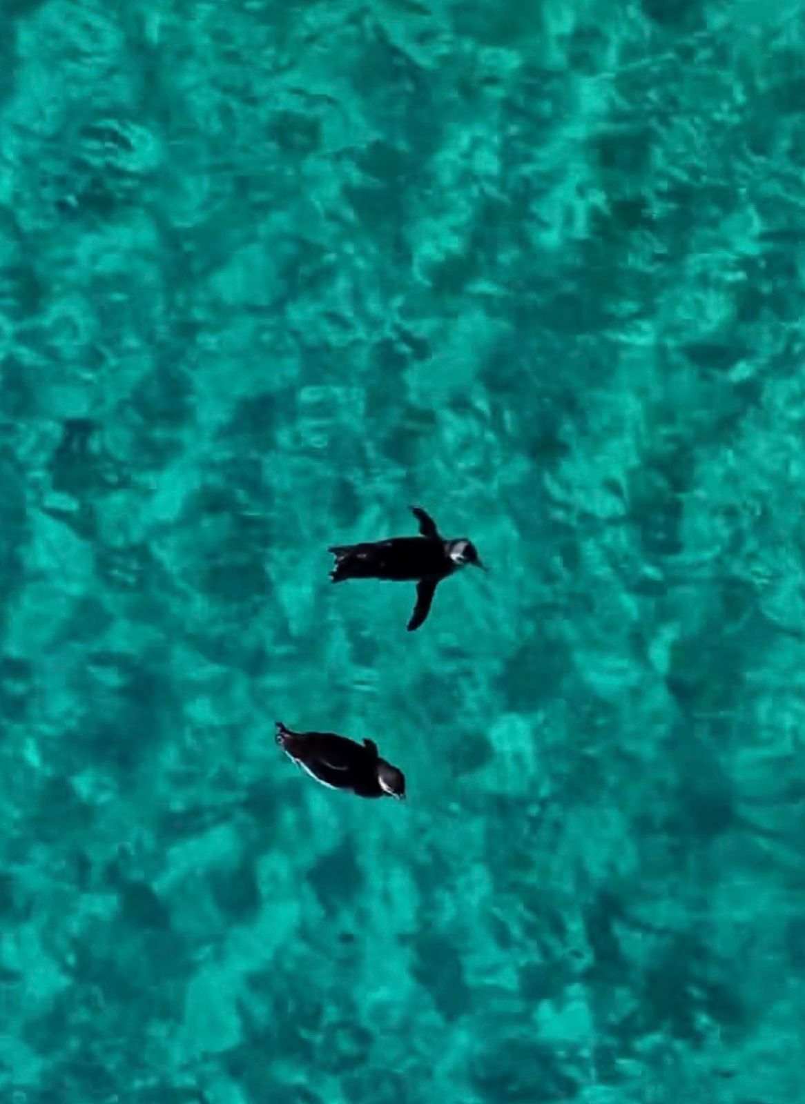 Registro de pinguim nadando com apenas uma nadadeira em Arraial do Cabo chama atenção; cena viraliza e destaca biodiversidade regional.