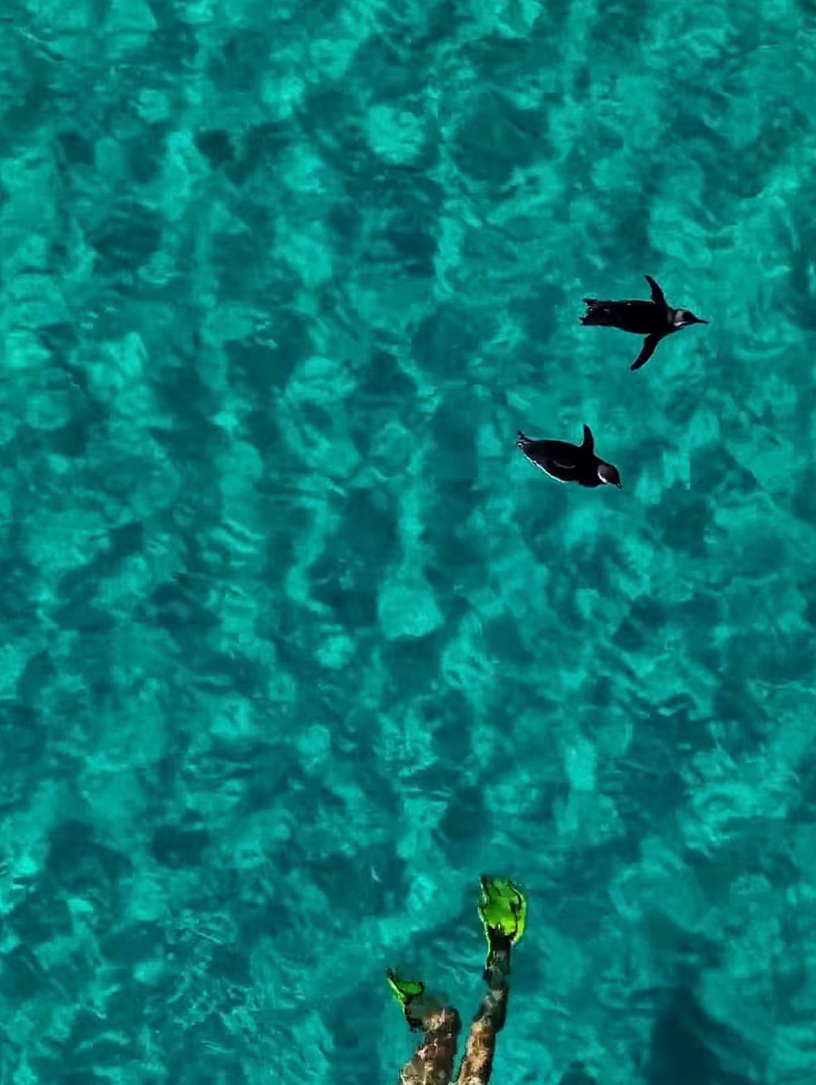 Registro de pinguim nadando com apenas uma nadadeira em Arraial do Cabo chama atenção; cena viraliza e destaca biodiversidade regional.