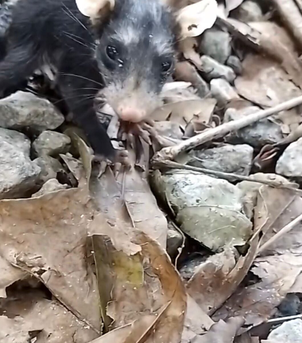 Vídeo de jovem que confundiu mucura com pinscher viraliza e vira um dos mais comentados nas redes sociais nos últimos dias.