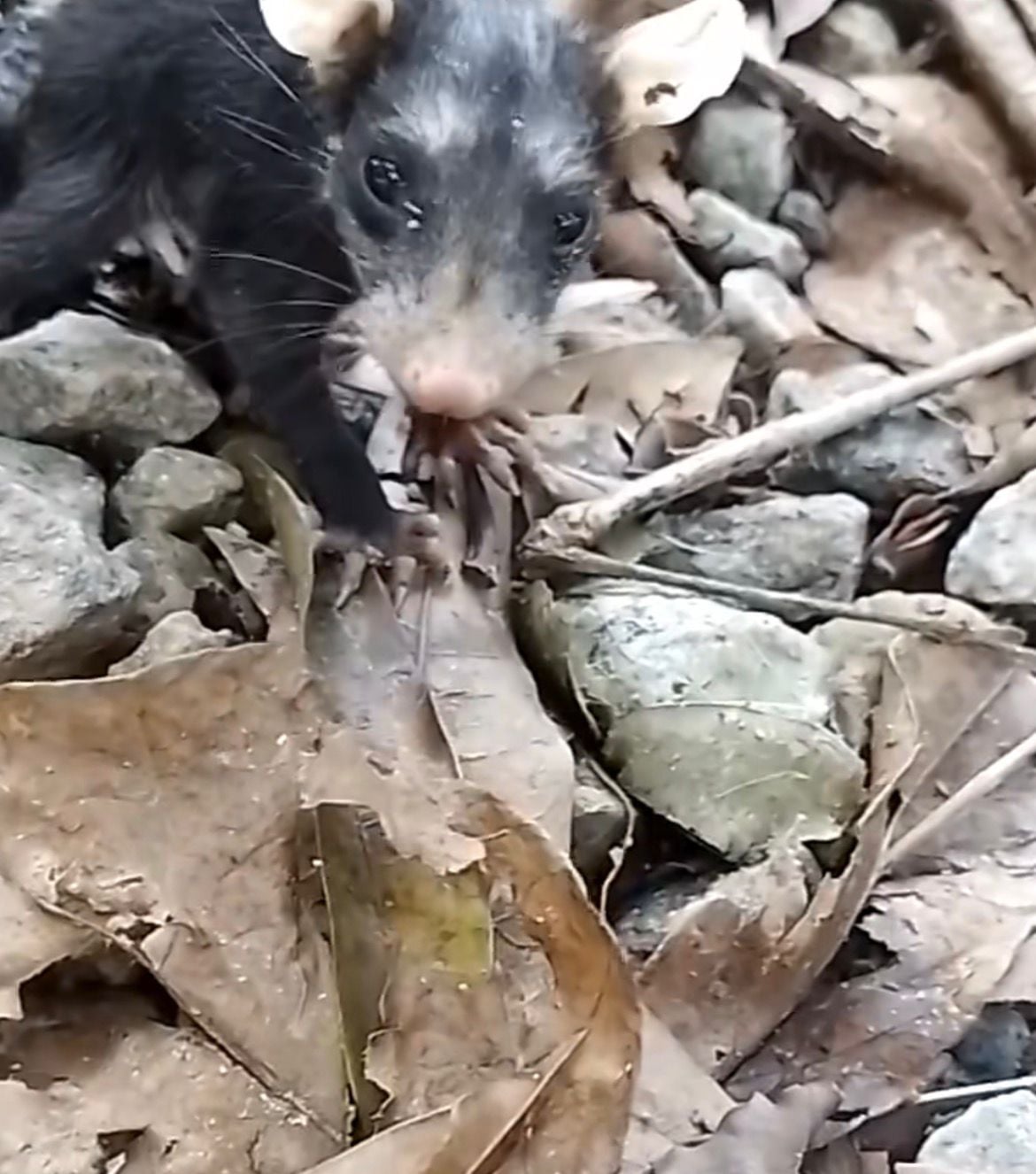 Vídeo de jovem que confundiu mucura com pinscher viraliza e vira um dos mais comentados nas redes sociais nos últimos dias.