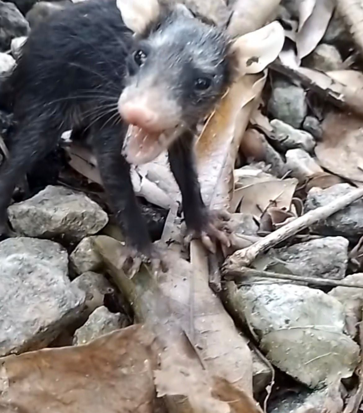 Vídeo de jovem que confundiu mucura com pinscher viraliza e vira um dos mais comentados nas redes sociais nos últimos dias.