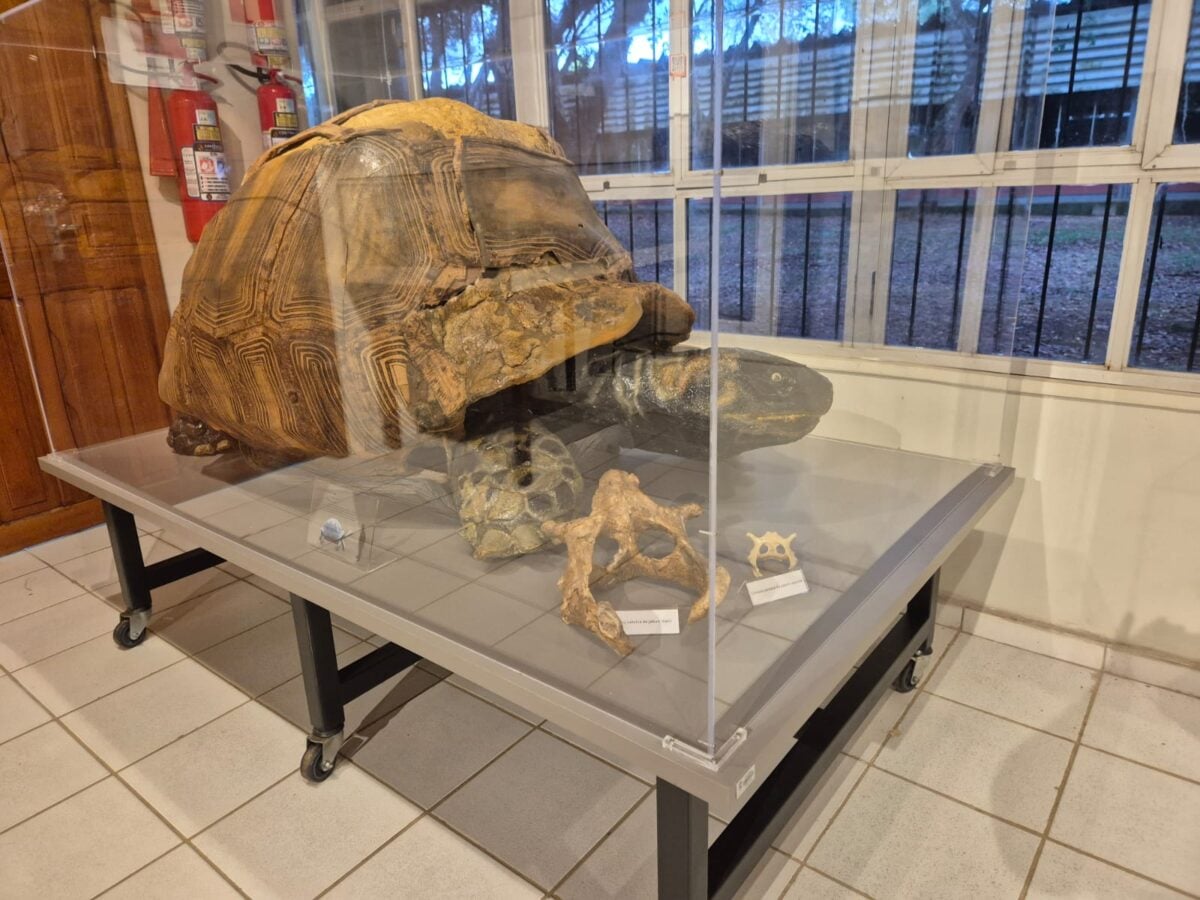 Aproximadamente 60 alunos viveram uma verdadeira viagem no tempo ao visitarem o laboratório de Paleontologia da Ufac.