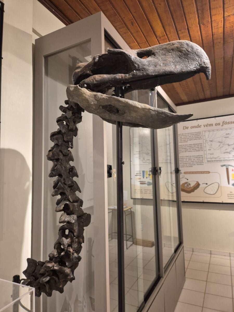 Aproximadamente 60 alunos viveram uma verdadeira viagem no tempo ao visitarem o laboratório de Paleontologia da Ufac.