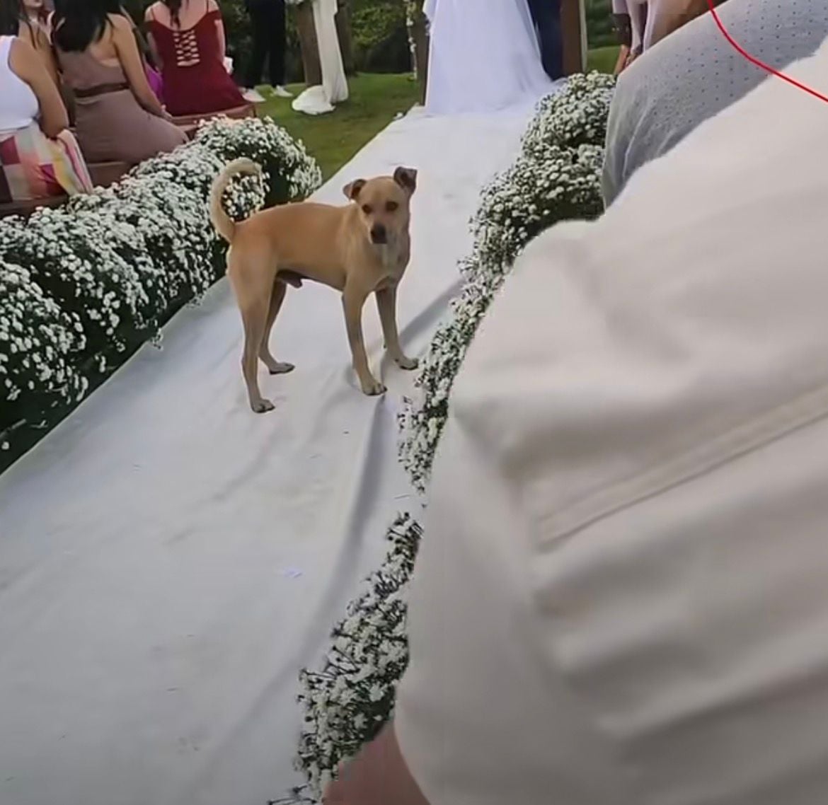 Cachorro vira-lata invade casamento, deita no vestido da noiva e transforma cerimônia em cena fofa que viralizou nas redes sociais.