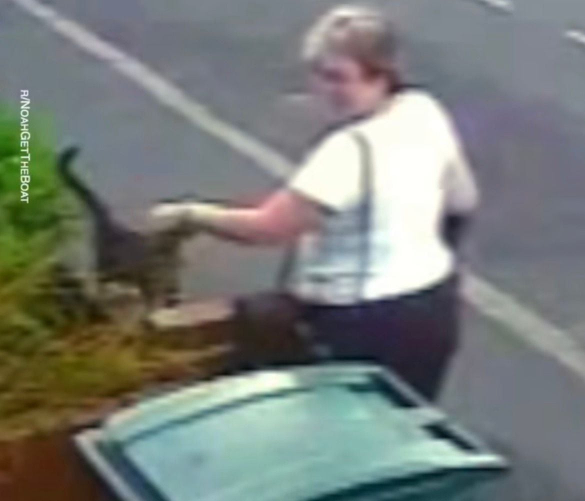 Mulher é multada após jogar gato em lixeira por diversão. Animal foi resgatado, passa bem e caso gerou revolta nas redes sociais.