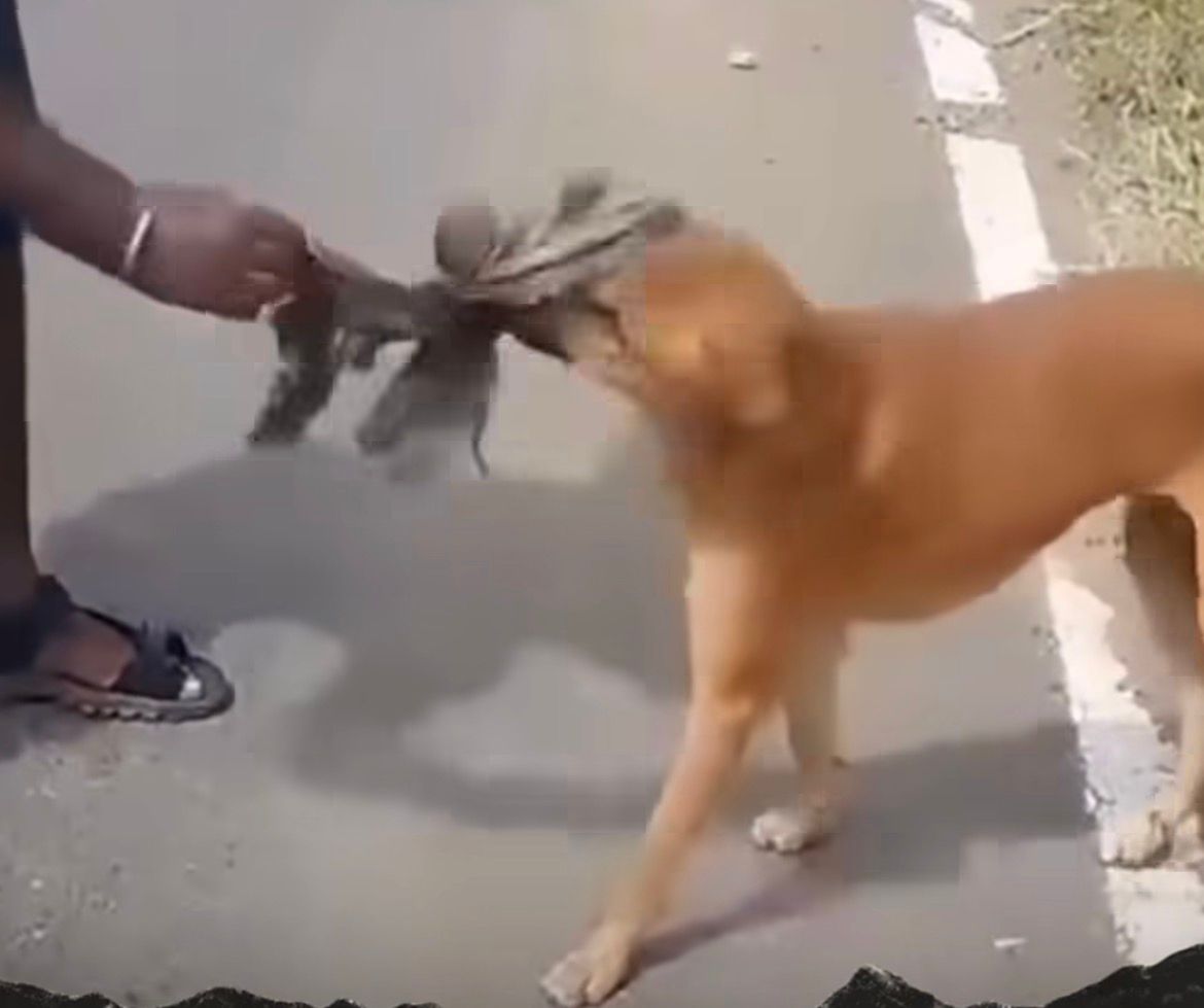 Imagens mostram animal desorientado até ser socorrido por populares