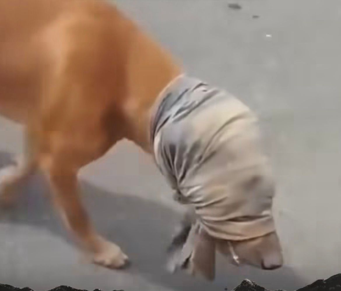 Cachorro é achado com pano cobrindo o rosto em estrada, é resgatado por populares e caso gera revolta nas redes sociais.