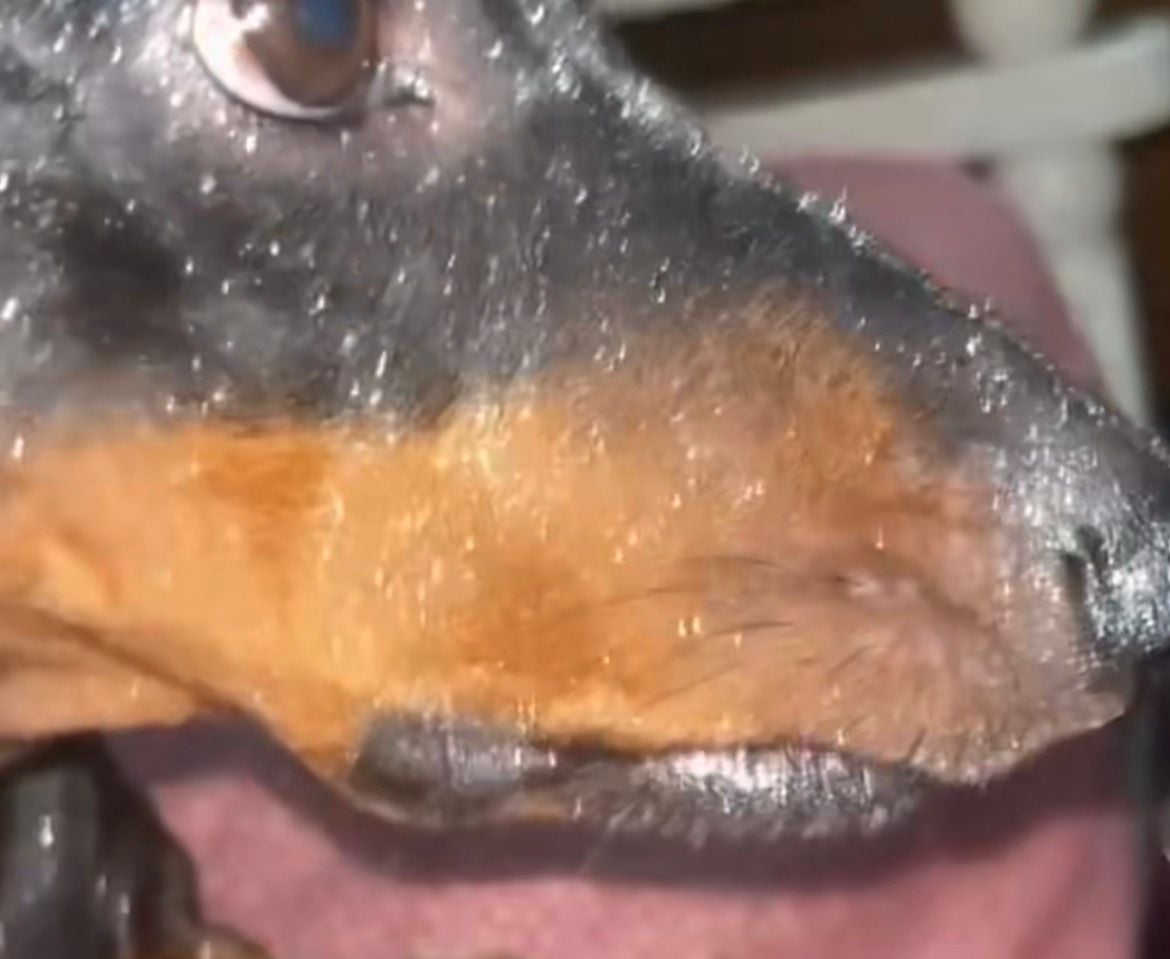 Vídeo de menina cobrindo cachorro com glitter diverte internautas, mas gera alerta sobre riscos à saúde do animal.