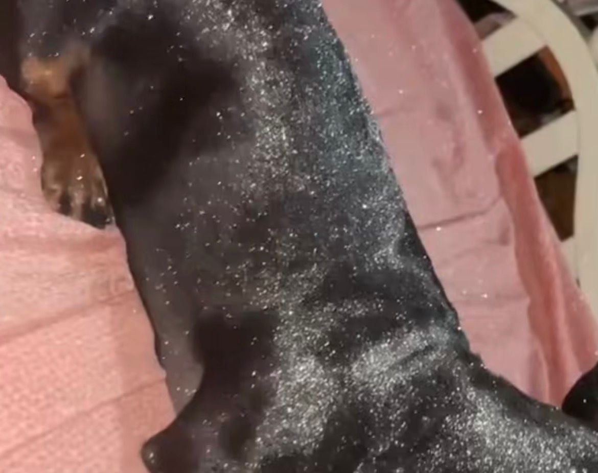 Vídeo de menina cobrindo cachorro com glitter diverte internautas, mas gera alerta sobre riscos à saúde do animal.