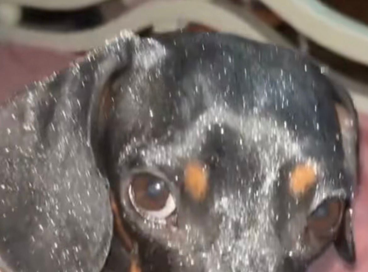 Vídeo de menina cobrindo cachorro com glitter diverte internautas, mas gera alerta sobre riscos à saúde do animal.