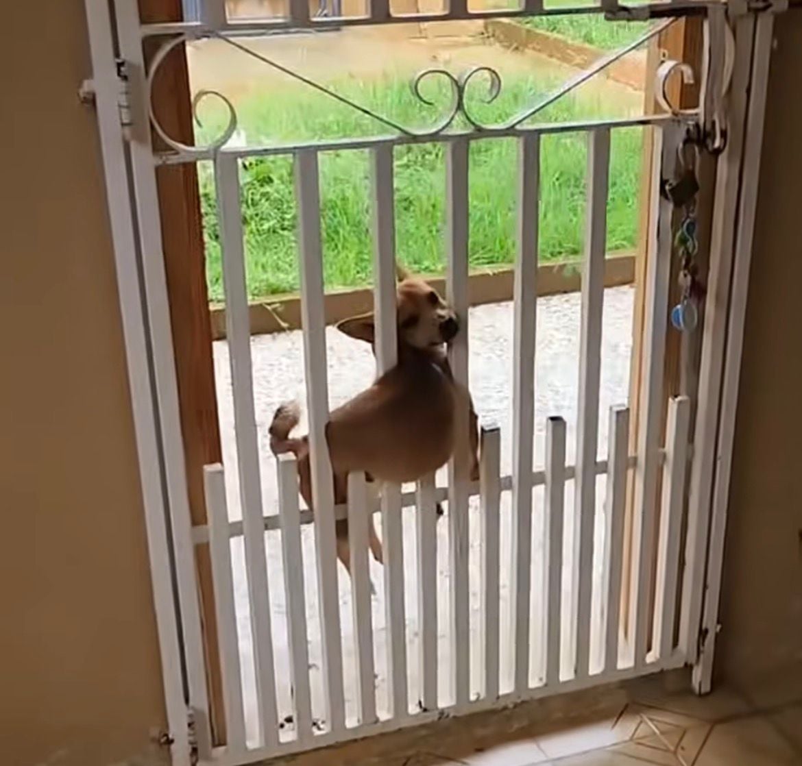 Vídeo mostra cachorra presa em portão em posição inusitada e reação tranquila do animal chama atenção nas redes sociais.