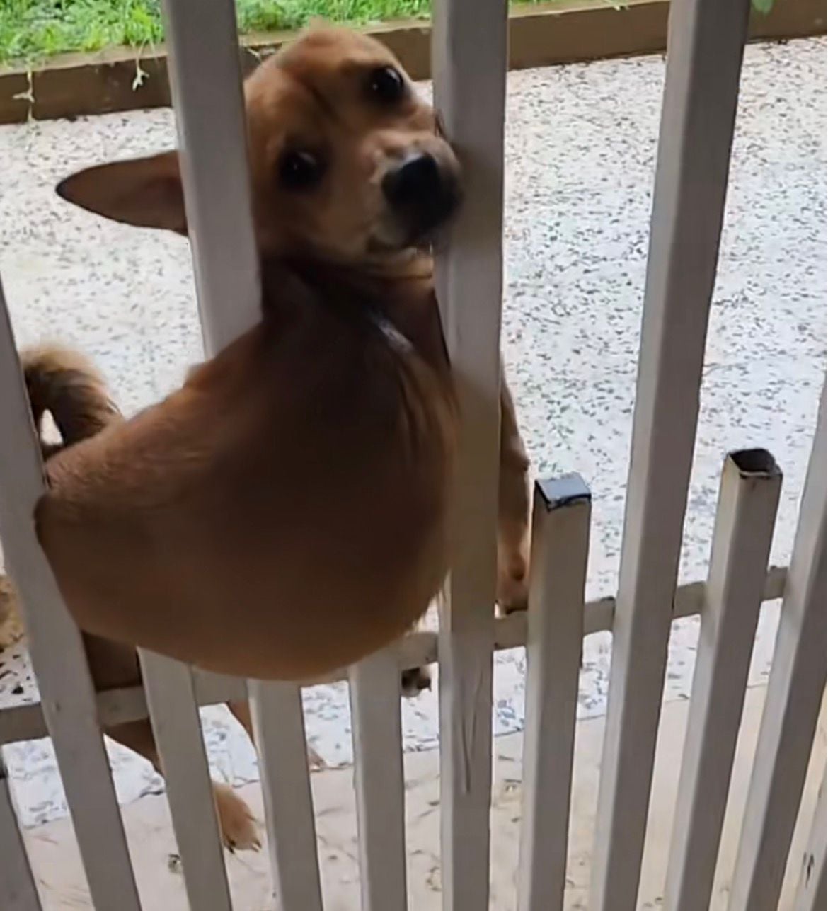 Vídeo mostra cachorra presa em portão em posição inusitada e reação tranquila do animal chama atenção nas redes sociais.