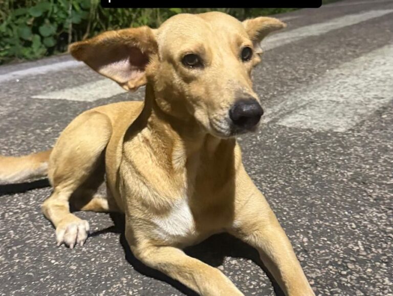 Um cachorrinho de cor caramela, sem raça definida, foi encontrado vagando sozinho pelas ruas do bairro Portal Ipê, em Rio Branco.