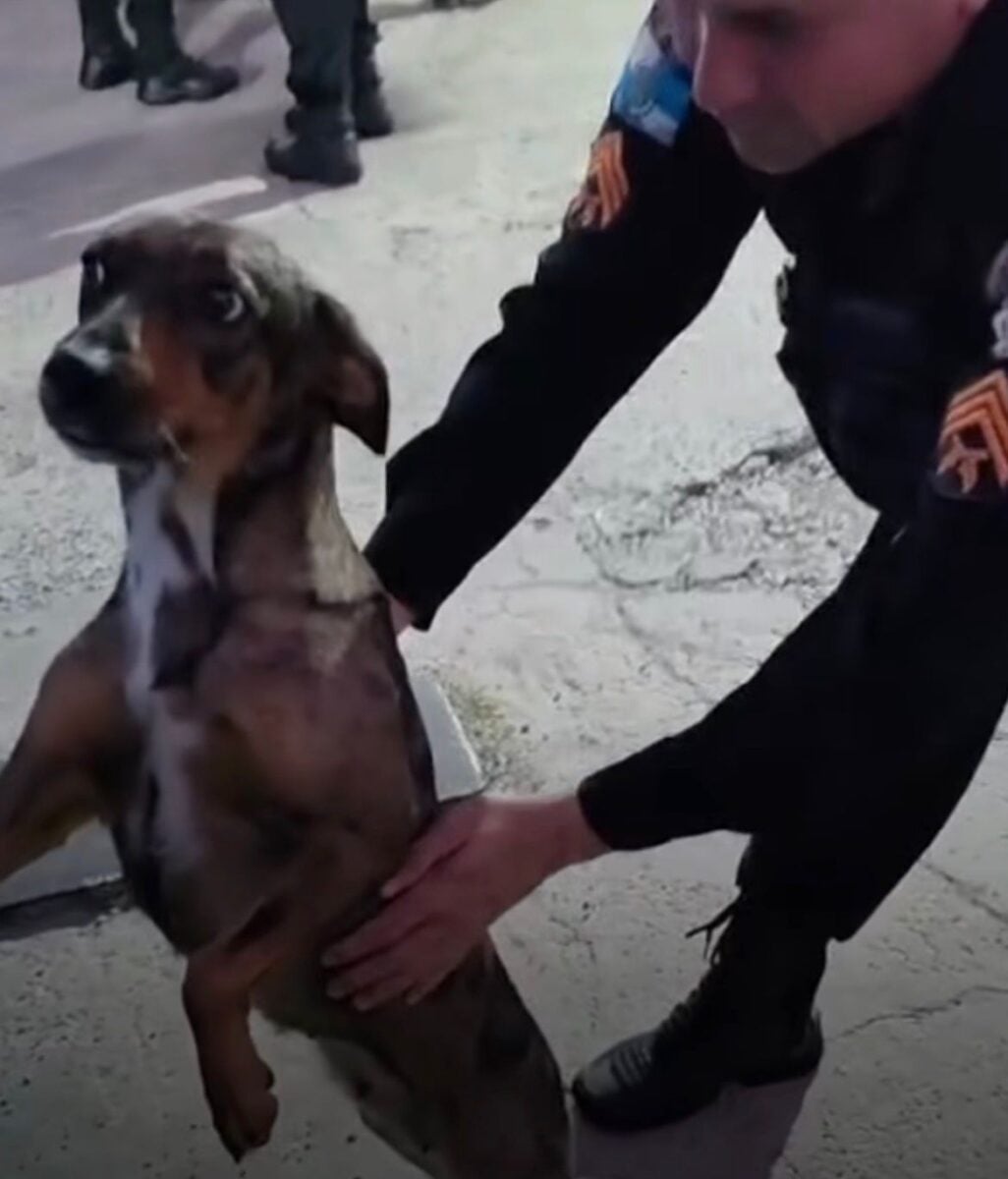 Vídeo mostra momento inusitado e reação da cadela conquista internautas com carisma e serenidade.