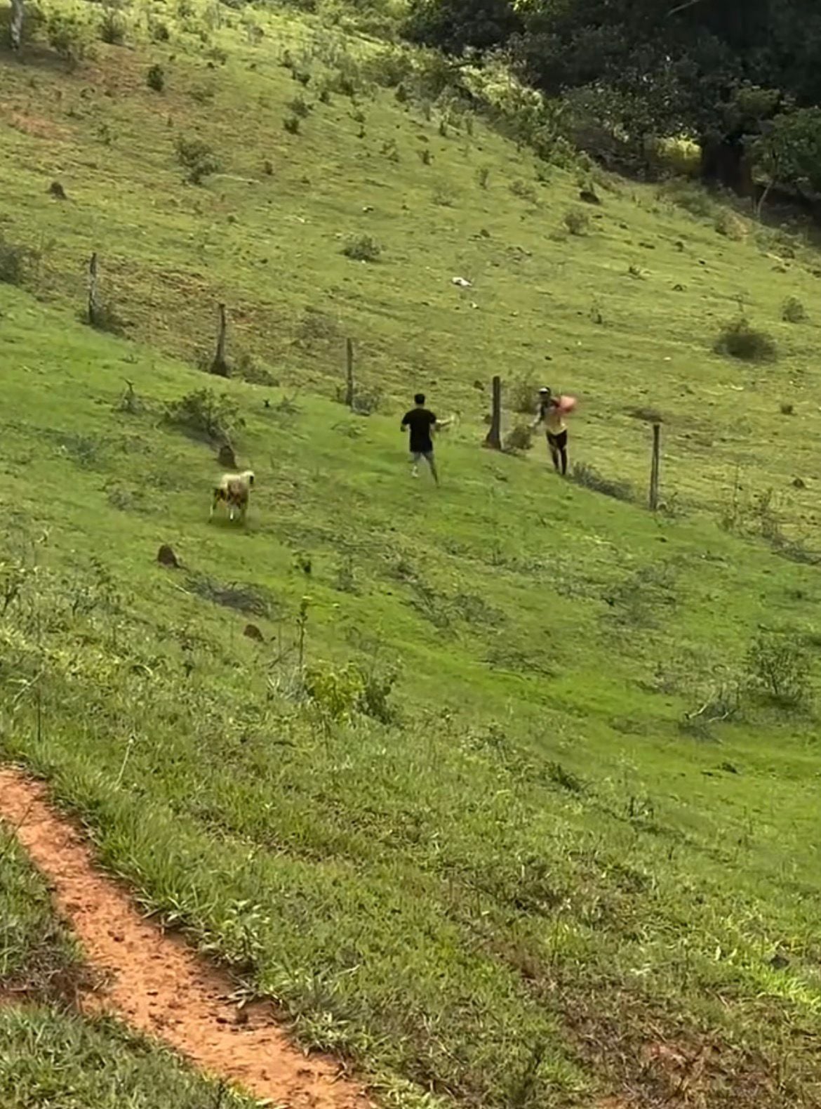 Vídeo mostra grupo correndo de ovelha que tenta cabecear jovens e viraliza com milhares de comentários e curtidas nas redes sociais.