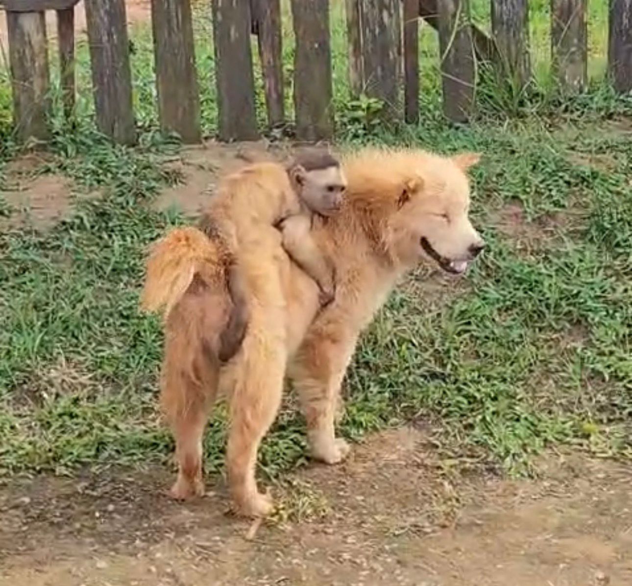 Cena inusitada em Porto Walter (AC) viraliza nas redes sociais com primata “pegando carona” em cão.