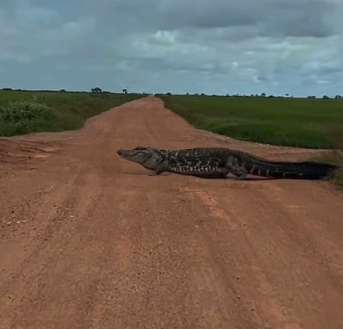 Maior réptil das Américas, jacaré-açu surgiu em via na zona rural e reforça alerta sobre presença de fauna silvestre.