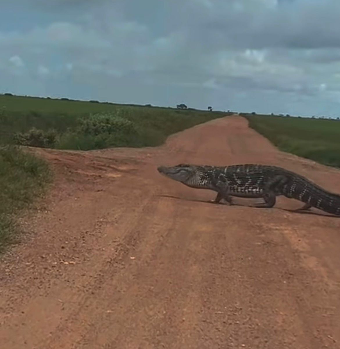 Maior réptil das Américas, jacaré-açu surgiu em via na zona rural e reforça alerta sobre presença de fauna silvestre.
