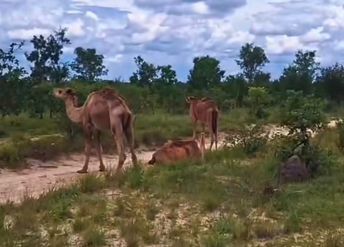 Vídeo mostra quatro camelos em fazenda próxima a Lizarda e cena inusitada viraliza nas redes sociais da região.