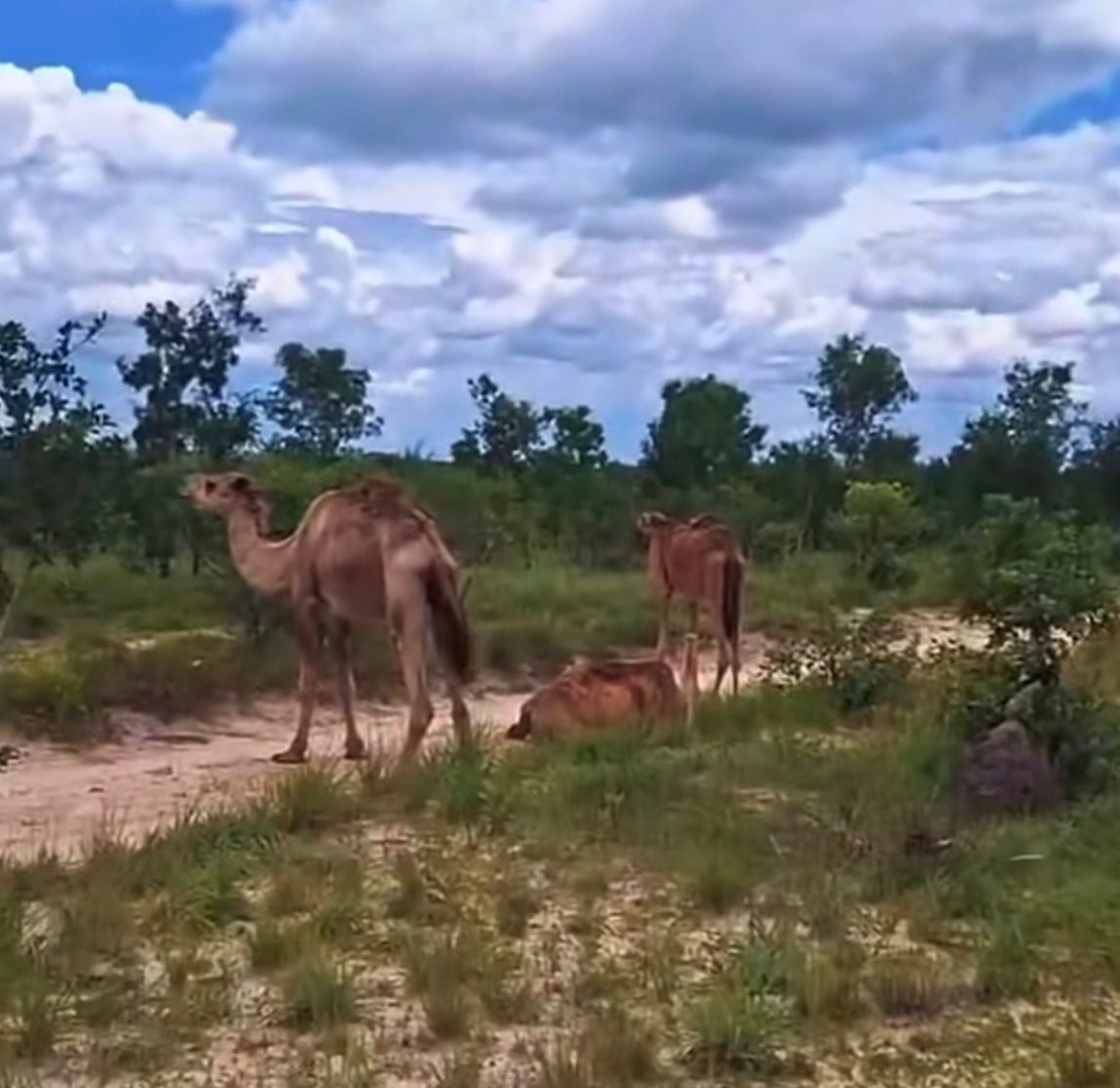Vídeo mostra quatro camelos em fazenda próxima a Lizarda e cena inusitada viraliza nas redes sociais da região.