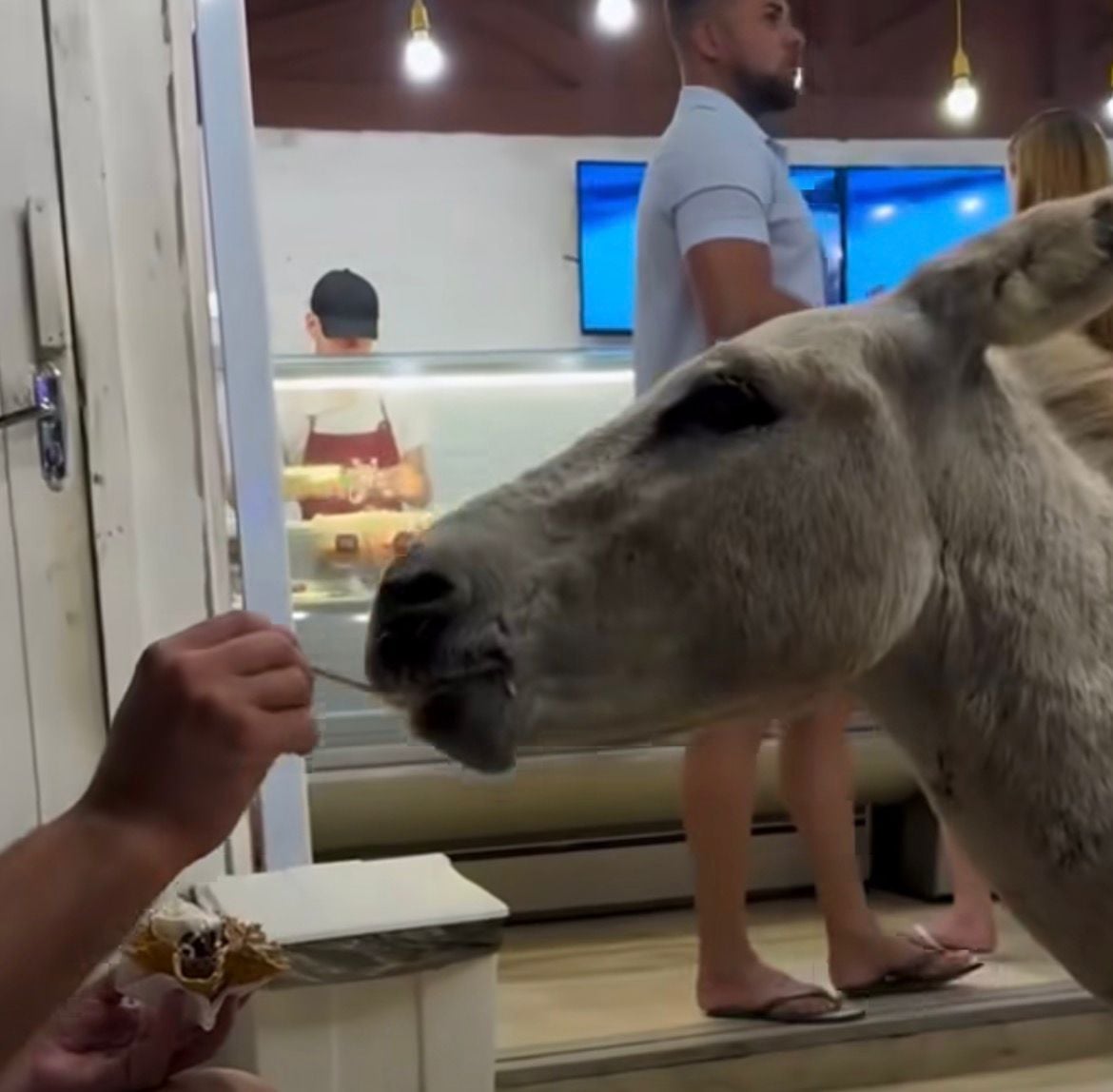 Jumento se aproxima de turista, ganha sorvete e cena divertida registrada em vila turística repercute nas redes sociais.