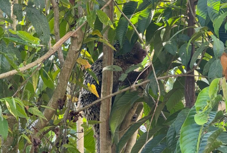 Bombeiros capturam porco-espinho em quintal de residência no interior do Acre