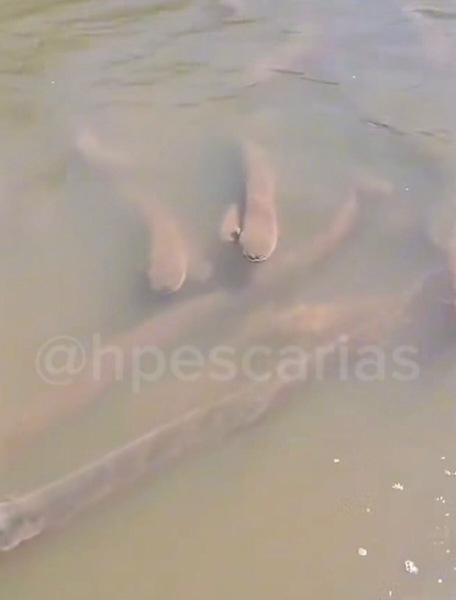 Homem grava vídeo com tom irônico às margens de rio no Pantanal, desiste do banho no frio e mostra local tomado por poraquês. Cena diverte a web.