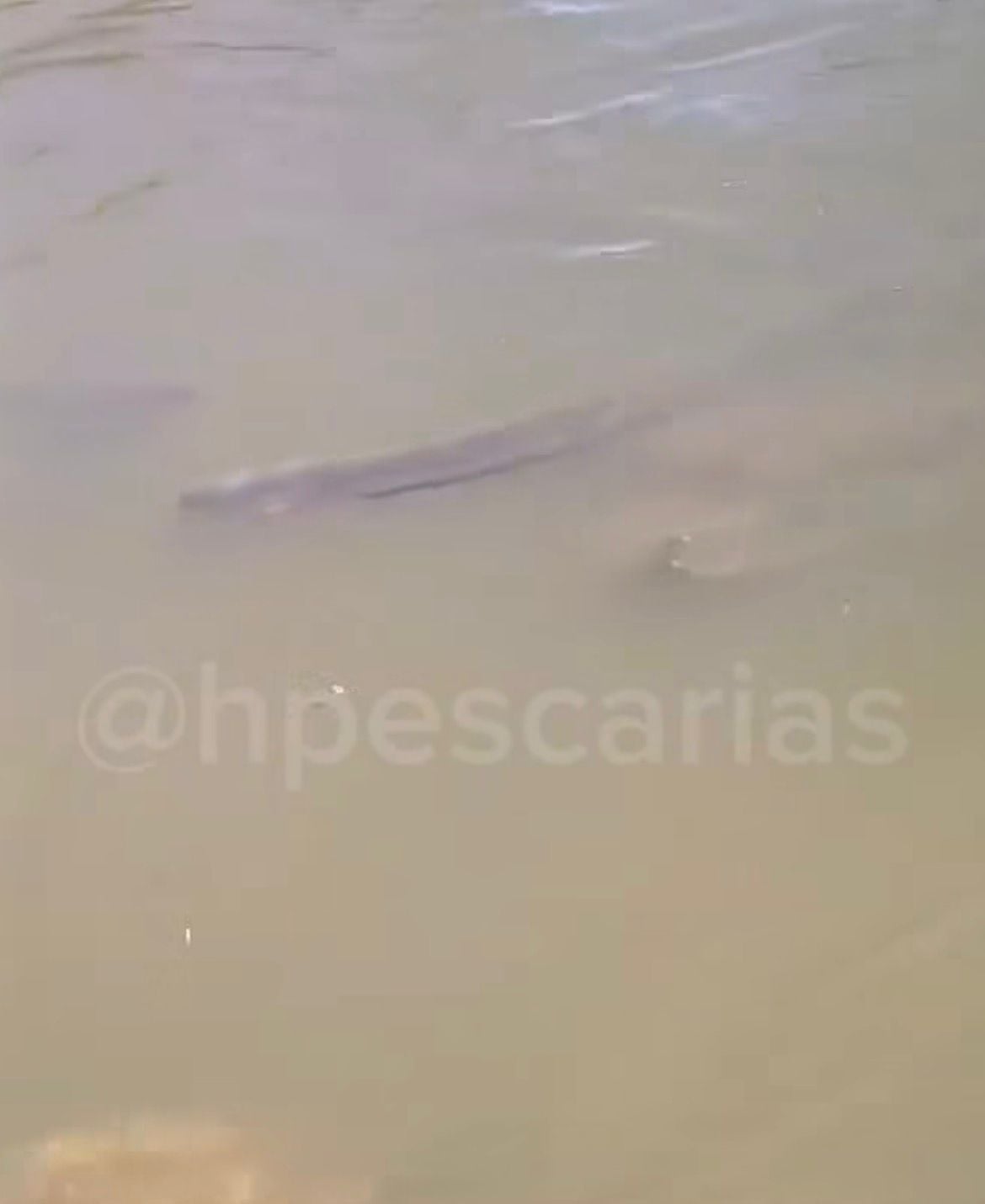 Homem grava vídeo com tom irônico às margens de rio no Pantanal, desiste do banho no frio e mostra local tomado por poraquês. Cena diverte a web.