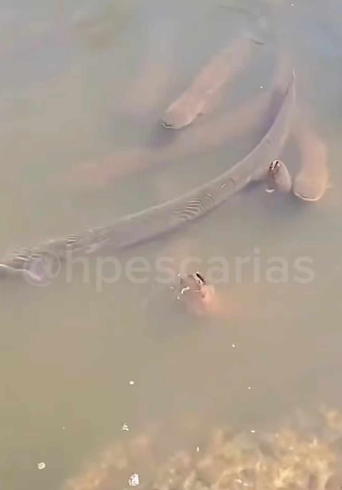 Homem grava vídeo com tom irônico às margens de rio no Pantanal, desiste do banho no frio e mostra local tomado por poraquês. Cena diverte a web.